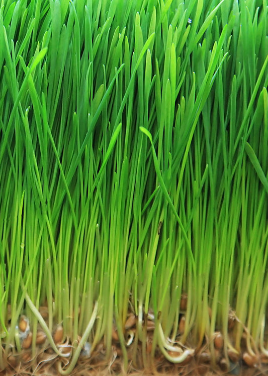 “barley grass powder benefits for skin, digestion and energy”
